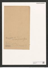 Campylodiscus ? cocconeiformis Grun. (de-Toni-Nr.: Genus 57, Species 2451) Zeichnungen Sammlung Grunow (NHMW-BOT-W0373145)
